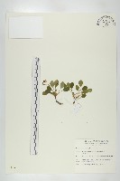 裂緣花藏品圖，第1張