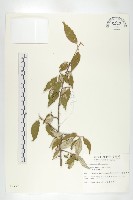 鄧氏胡頹子藏品圖，第1張