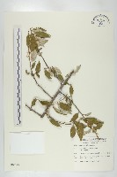 鄧氏胡頹子藏品圖，第1張