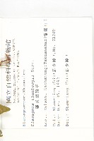 鄧氏胡頹子藏品圖，第2張