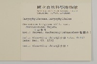 玉山卷耳藏品圖，第2張