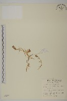 玉山蠅子草藏品圖，第1張