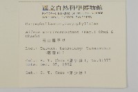 玉山蠅子草藏品圖，第2張