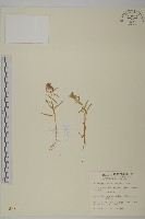 玉山蠅子草藏品圖，第1張