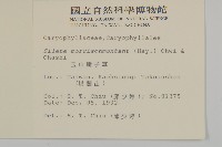 玉山蠅子草藏品圖，第2張