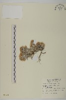 尼泊爾籟簫藏品圖，第1張