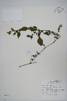 曲莖馬藍藏品圖，第1張