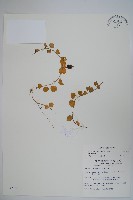 普刺特草藏品圖，第1張