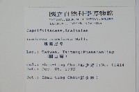 阿里山忍冬、漸尖葉忍冬藏品圖，第2張