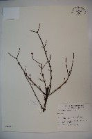 登錄號:S009757藏品圖，第1張