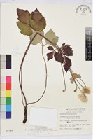 小白頭翁、野棉花藏品圖，第1張