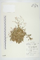 玉山筷子芥藏品圖，第1張