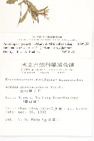 玉山筷子芥藏品圖，第2張