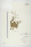 玉山筷子芥藏品圖，第1張