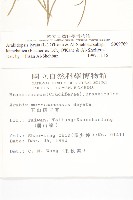 玉山筷子芥藏品圖，第2張