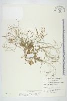 玉山筷子芥藏品圖，第1張