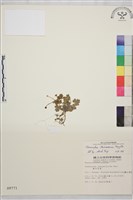 鹿場毛茛藏品圖，第1張