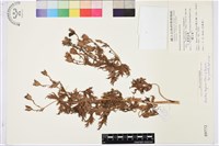 兒島氏草烏藏品圖，第1張