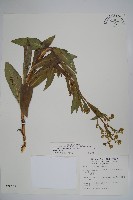 琉璃草藏品圖，第1張