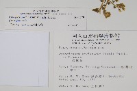 琉璃草藏品圖，第2張