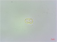 琉璃草藏品圖，第2張