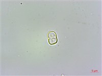 琉璃草藏品圖，第3張