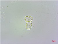 琉璃草藏品圖，第4張