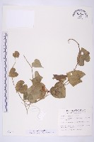 銳葉牽牛藏品圖，第1張