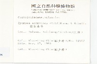 銳葉牽牛藏品圖，第2張