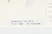 銳葉牽牛藏品圖，第3張