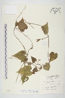 銳葉牽牛藏品圖，第1張