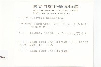 銳葉牽牛藏品圖，第2張
