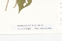 銳葉牽牛藏品圖，第3張