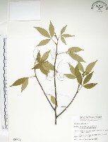 飛龍掌血藏品圖，第1張