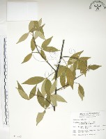 飛龍掌血藏品圖，第1張