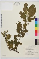 桶鉤藤藏品圖，第1張