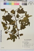 桶鉤藤藏品圖，第1張