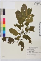 桶鉤藤藏品圖，第1張