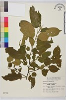 桶鉤藤藏品圖，第1張