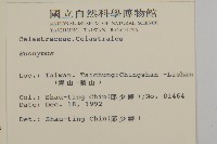 厚葉衛矛, 源一木藏品圖，第2張