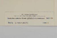 厚葉衛矛, 源一木藏品圖，第3張