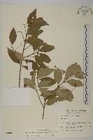 厚葉衛矛, 源一木藏品圖，第1張