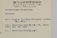 厚葉衛矛, 源一木藏品圖，第2張