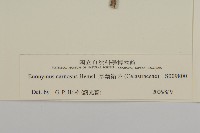 厚葉衛矛, 源一木藏品圖，第3張