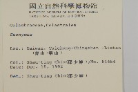 厚葉衛矛, 源一木藏品圖，第2張