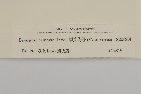 厚葉衛矛, 源一木藏品圖，第3張