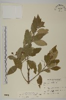 厚葉衛矛, 源一木藏品圖，第1張