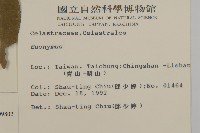 厚葉衛矛, 源一木藏品圖，第2張