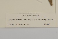 厚葉衛矛, 源一木藏品圖，第3張