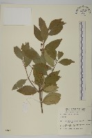 登錄號:S009803藏品圖，第1張